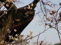-杭州植物园