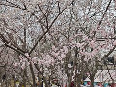 -桃花堤公园