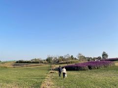 -空港花田景区