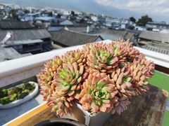 景观位-唐咖精品咖啡(大理古城手冲店)