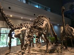 -自贡恐龙博物馆