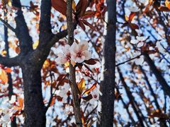 -京玉菲饭店(李村店)