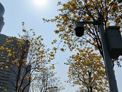 -洲头咀公园
