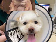 -瑞派康怡24h宠物医院·犬猫医疗中心·微创绝育(瑞景分院)