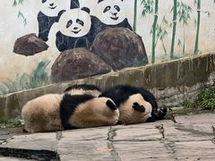 -中国大熊猫保护研究中心雅安碧峰峡基地