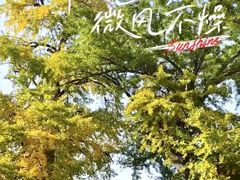 -千年银杏谷文化旅游区
