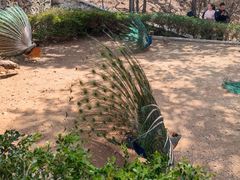 -燕塞湖鸟语林景区