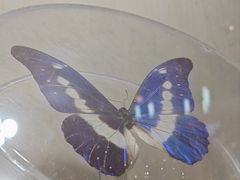 -陕西自然博物馆