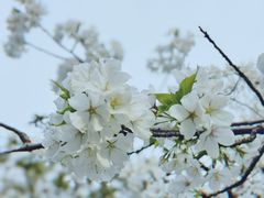 -大宁郁金香公园-停车场