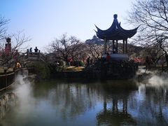 -林屋梅海青梅保护基地