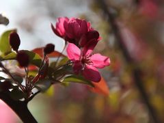 -海棠花溪(元大都城垣遗址公园)