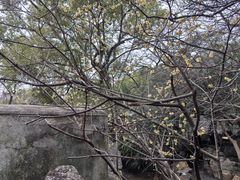 -西园戒幢律寺