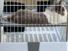 小兔砸-小意思咖啡店(草桥店)