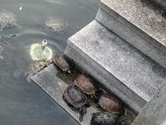 -顺峰山公园