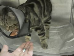 -瑞鹏瑞爱宠物医院·全科·猫科·血液透析中心(龙头寺店)