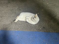 -龙门李家三旦羊肉汤馆