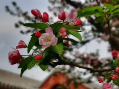 -恭王府博物馆