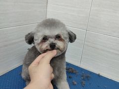 -芭比堂动物医院广州顽皮分院