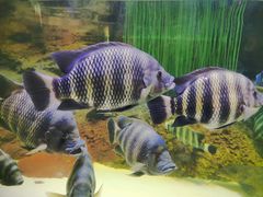 -上海海洋水族馆