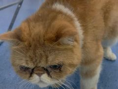 -贝康宠物医院·犬猫全科·小动物特色诊疗中心(东环路店)