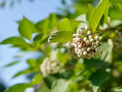 -北京国际鲜花港