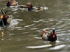 -栾川竹海野生动物园