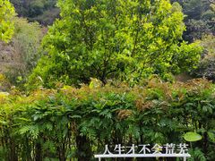 -云溪植物园