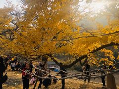 -千年银杏谷文化旅游区