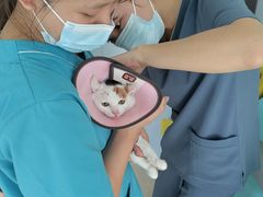 -爱贝特动物医院·猫口炎专科
