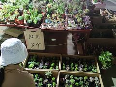 -中环花鸟鱼虫市场