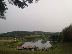 -大塘金香草谷