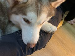 -Husky Go! 哈士奇体验馆·宠物咖啡厅狗咖