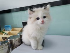 -嘉馨宠物医院·CT影像转诊·心脏科·犬猫全科诊疗中心(下沙大学城院区)