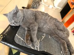 -平行世界·猫咖(首经贸店)