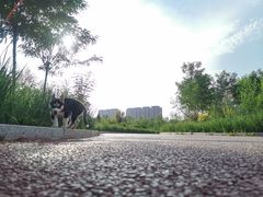 -青城公园