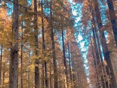 -黄海国家森林公园