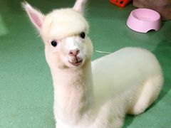 -藦茜花园宠物主题亲子互动体验馆(国顺东路店)