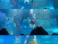 -哈尔滨波塞冬海底世界