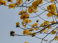 -深圳龙潭公园