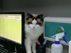 -关爱宠物医院·猫科中心·消化科(滨湖万达分院)