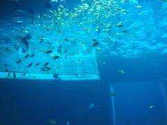 -海棠湾洲际-涛·海底餐厅·美人鱼·自助餐·海底隧道