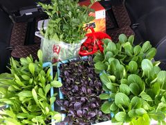 -田趣农庄草莓采摘园