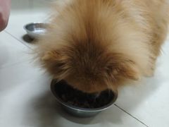 -酷狗靓猫宠物·洗护·美容·寄养(航北路店)