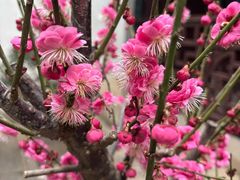 -花木兰·咖啡·茶铺
