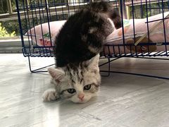 -帕帕拉兹宠物(亚洲旗舰店)