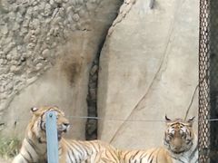 -秦皇岛野生动物园