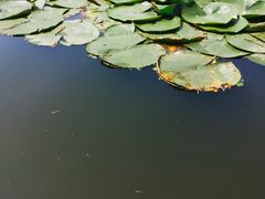-河泥荡文化公园