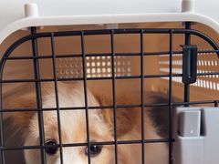 -艾贝尔宠物医院 ·内科全科(梁溪路店)