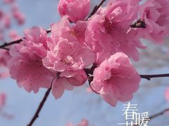 -南汇桃花村