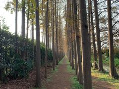 -上海长兴岛郊野公园